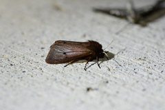 Phragmatobia