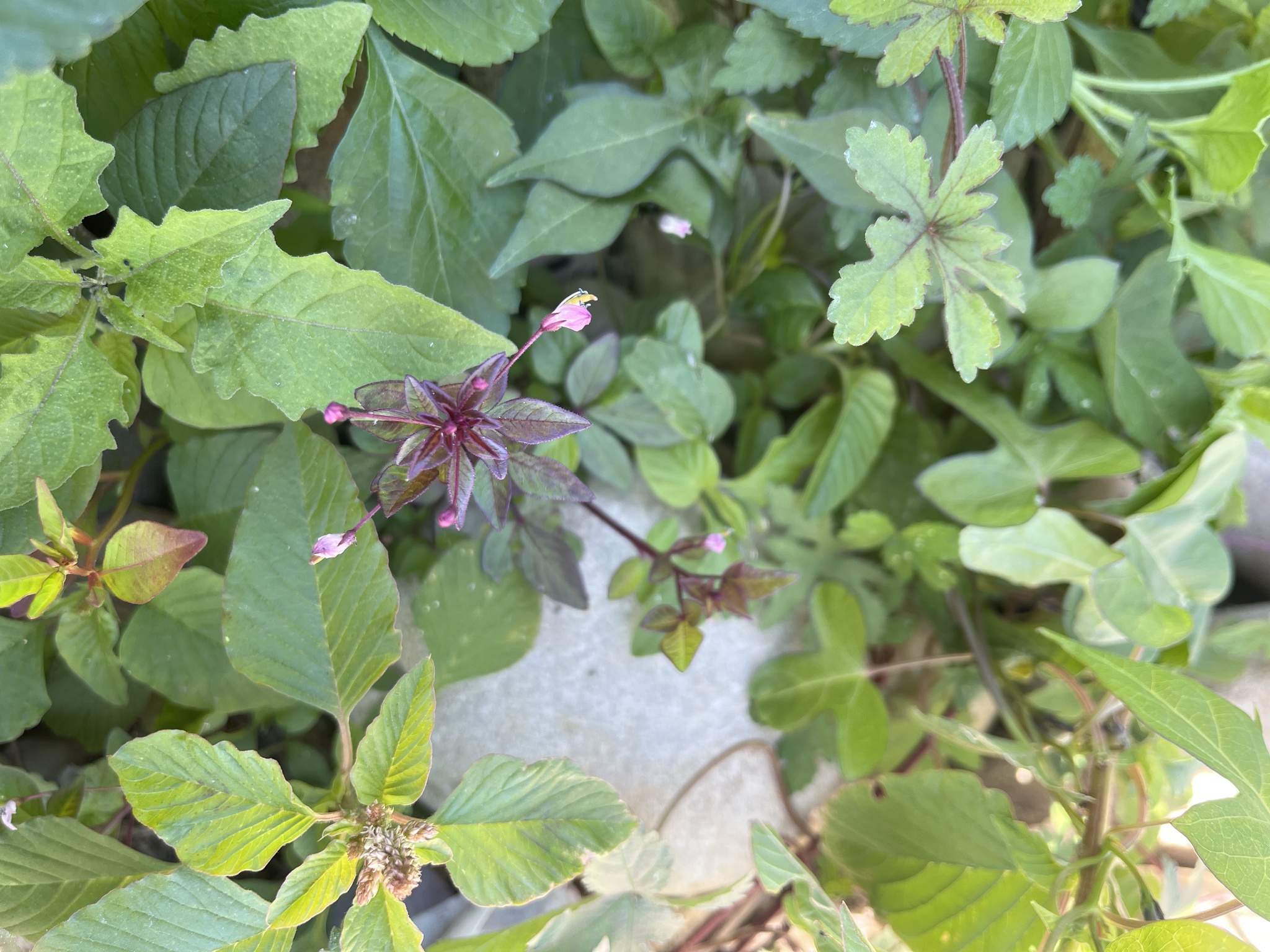 Imagem de Flor de Aranha