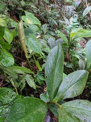 Costus allenii
