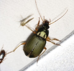 Chlaenius sericeus