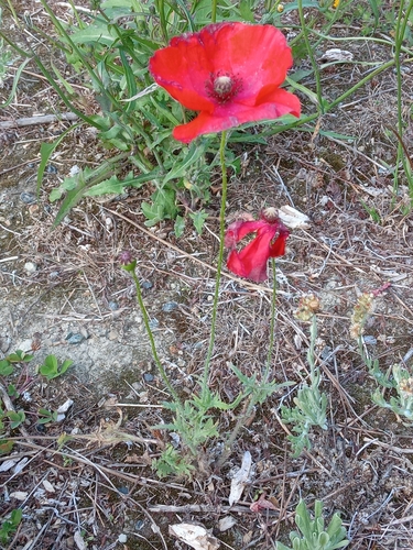 Foto de Papoula