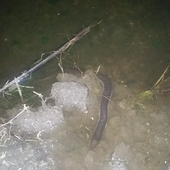 Amphiuma tridactylum