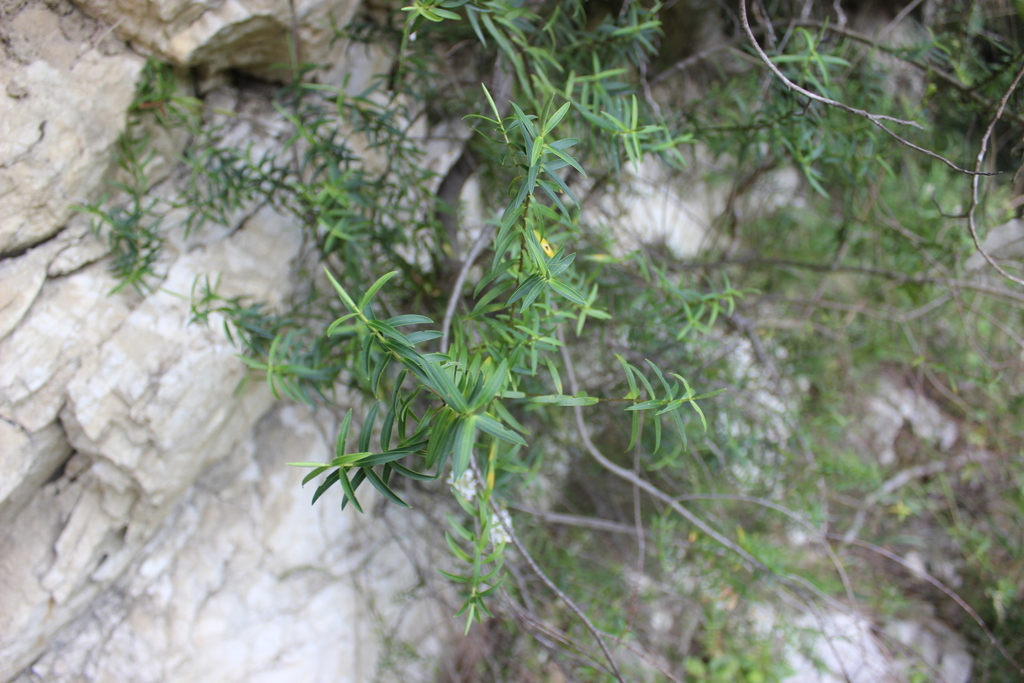 Veronica stenophylla; photograph Joe Dillon, CC BY, iNaturalist via GBIF