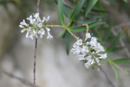 Veronica stenophylla, photograph 2