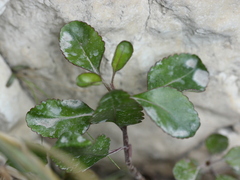Veronica hulkeana, photograph Joe Dillon, CC BY, iNaturalist via GBIF