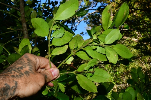 Foto de Tepa