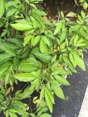 Ohwia caudata