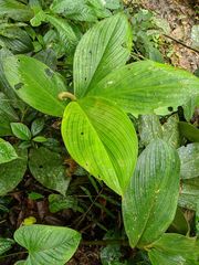 Costus allenii