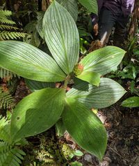 Costus allenii