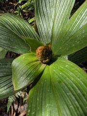 Costus allenii