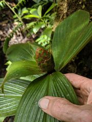 Costus allenii