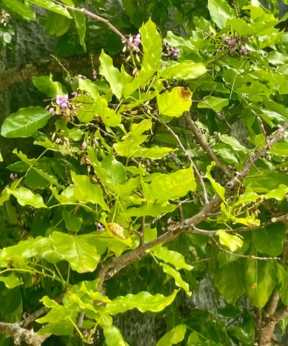 Foto de Pongamia
