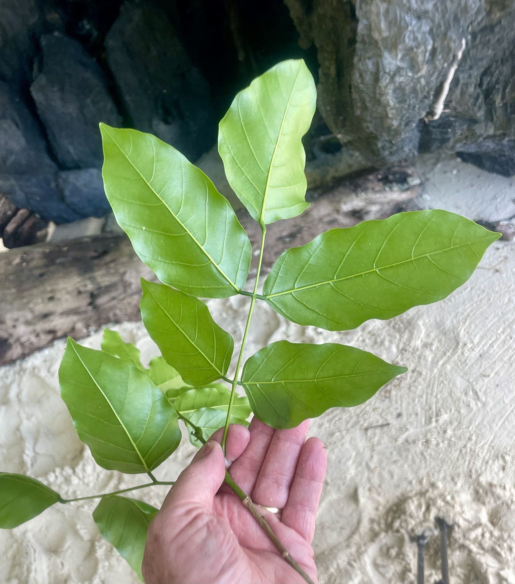 Imagem de Pongamia