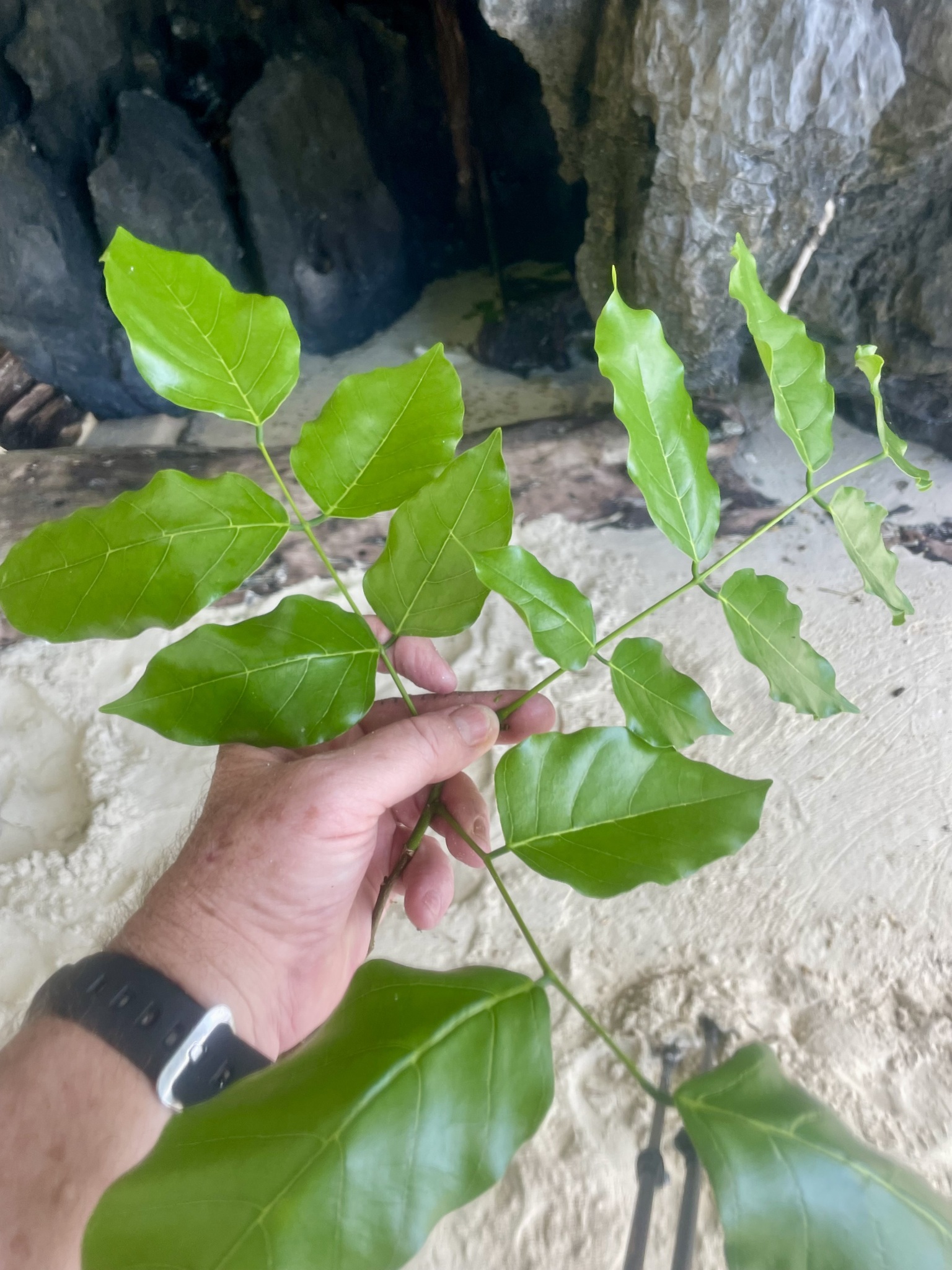 Imagem de Pongamia