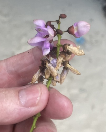 Foto de Pongamia