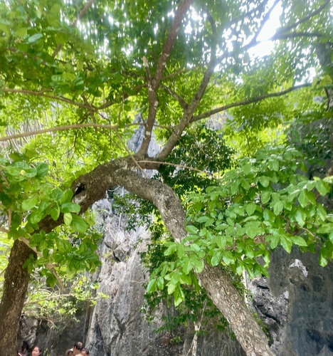 Foto de Pongamia