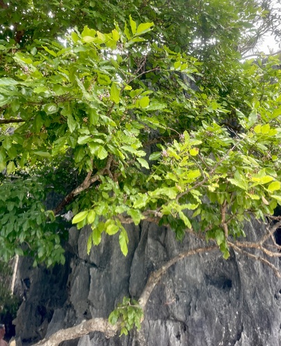Foto de Pongamia