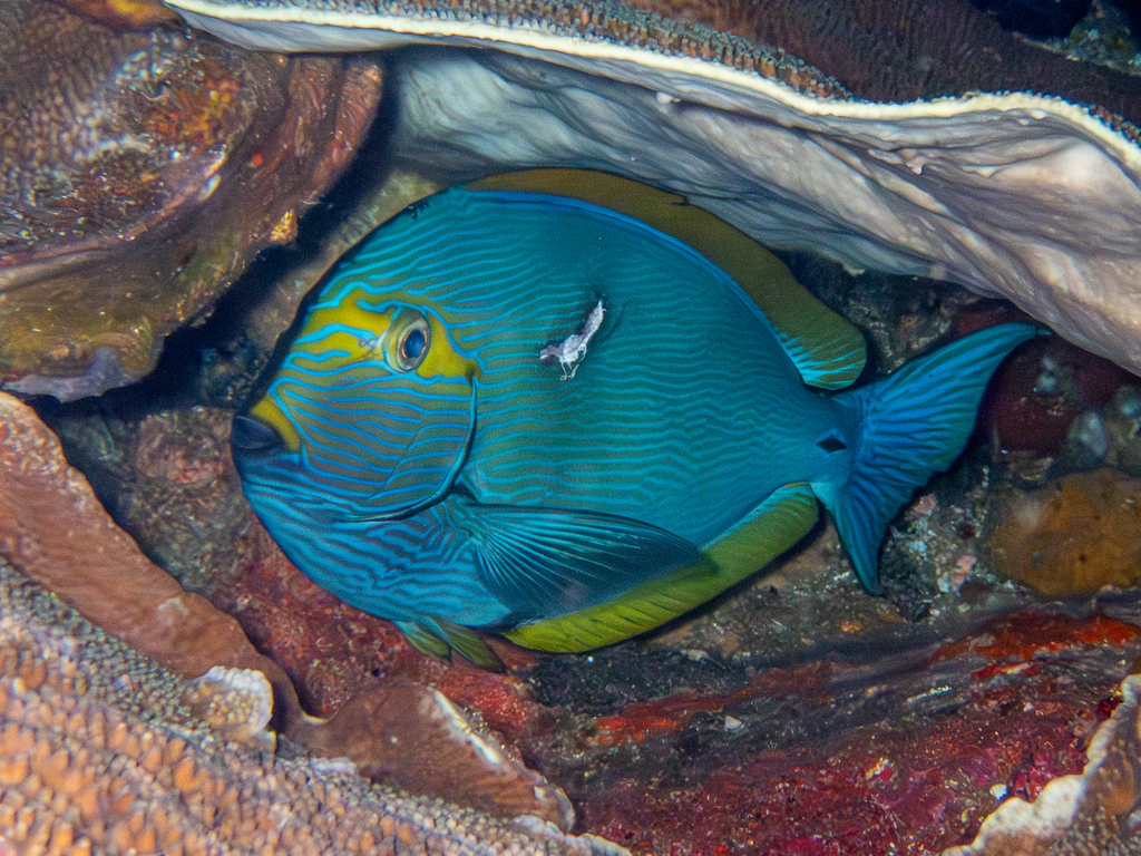 Blue-lined surgeonfish