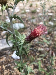 Cirsium arizonicum arizonicum