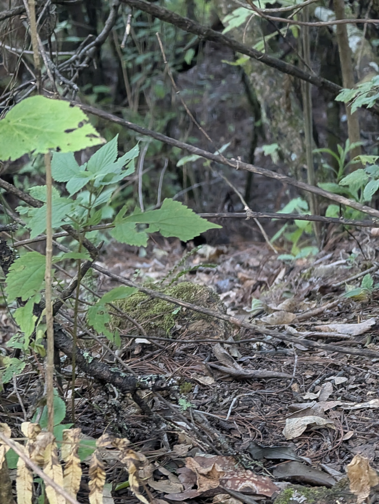 Long-tailed Wood Partridge (Dendrortyx macroura), photo 10