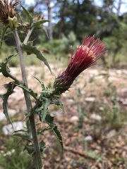 Cirsium arizonicum arizonicum