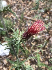Cirsium arizonicum arizonicum