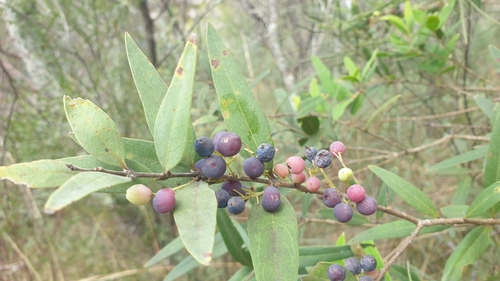 Image of Notelaea microcarpa by (c) Andrew Thornhill, some rights reserved (CC BY)