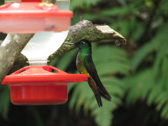 Coeligena bonapartei