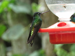 Coeligena bonapartei