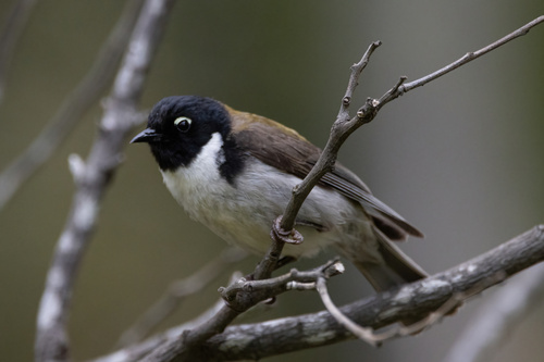 Black-headed Honeyeater