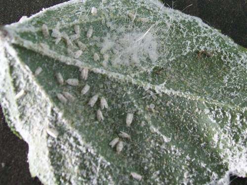 Aleyrodidae