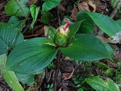 Costus allenii