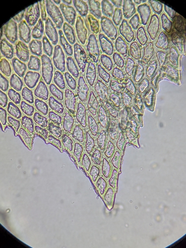 Image of Thamnobryum alleghaniense by (c) Zihao Wang, some rights reserved (CC BY)