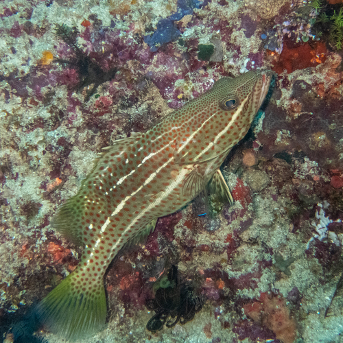 Slender Grouper (Anyperodon leucogrammicus)