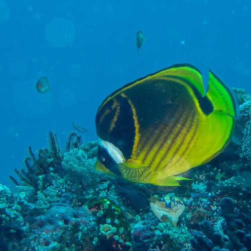Raccoon Butterflyfish (Chaetodon lunula)
