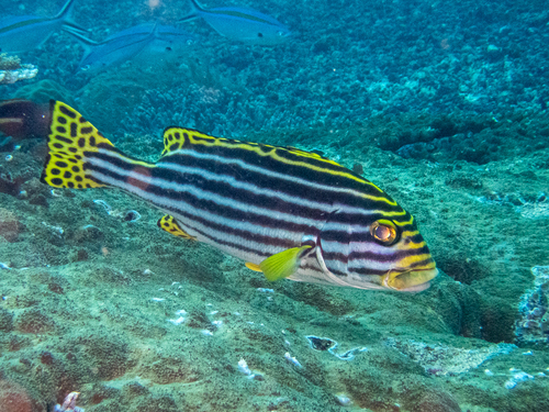Oriental Sweetlips (Plectorhinchus vittatus)