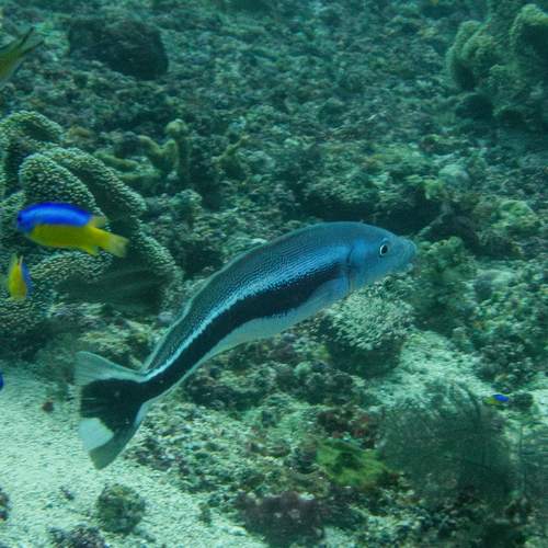 Blue Blanquillo (Malacanthus latovittatus)