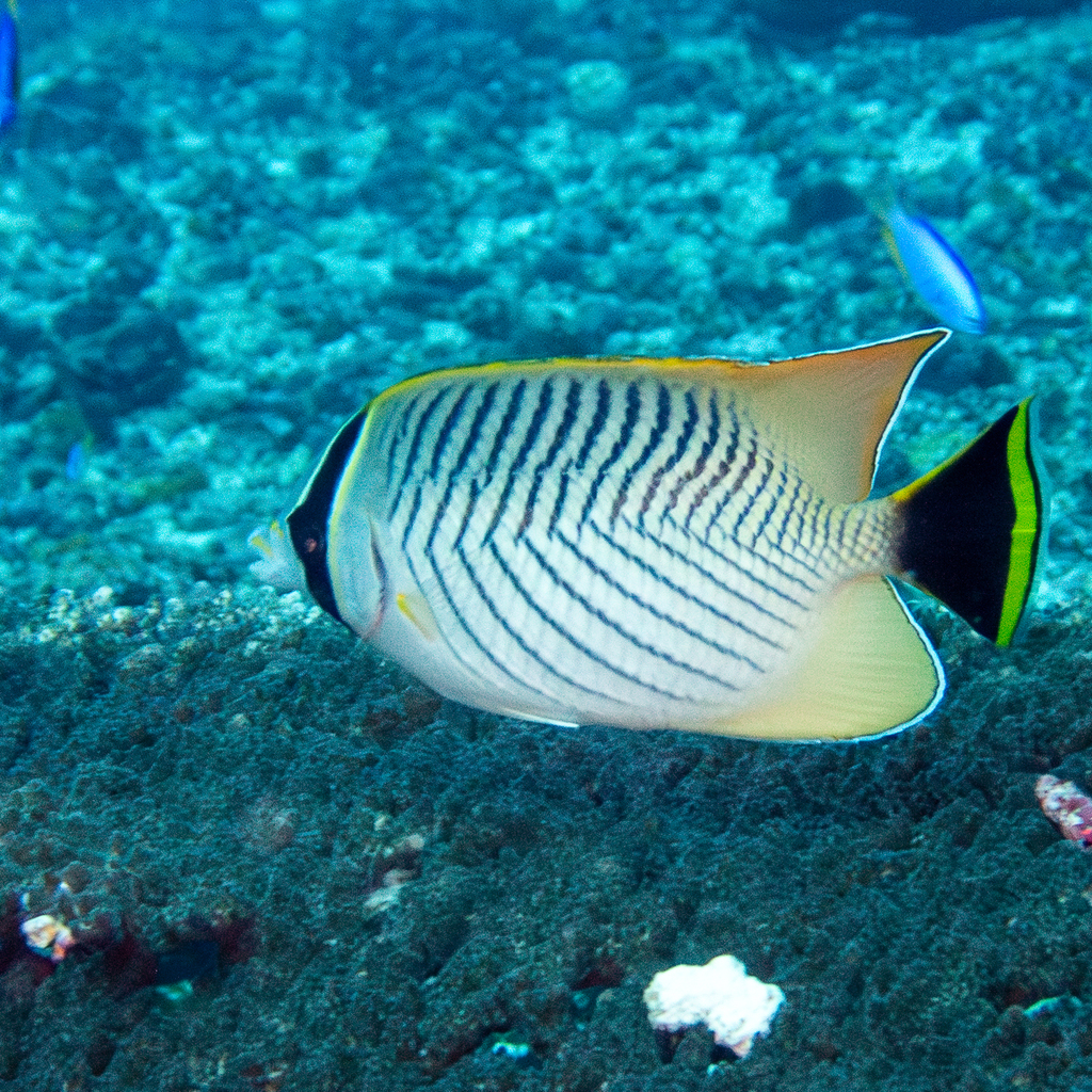 Chevron Butterflyfish (Chaetodon trifascialis) - recorded at Cendana Fuel Dock