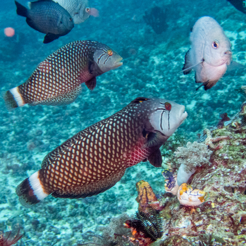 Rockmover Wrasse (Novaculichthys taeniourus)