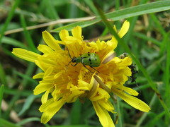 Diabrotica decempunctata