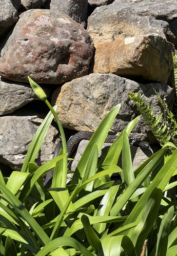 Tiger Snake sighting