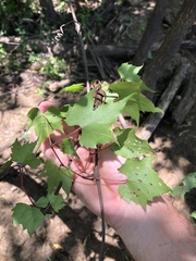 Vitis palmata