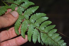 Polystichum subintegerrimum
