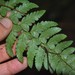 Polystichum subintegerrimum - Photo (c) ludovica_, some rights reserved (CC BY-NC), uploaded by ludovica_