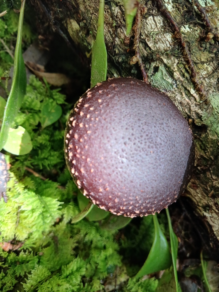 Lentinula novae-zelandiae · January 2025 · photo: © ecoman (iNaturalist, cc-by)