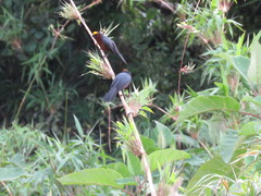 Catamblyrhynchus diadema