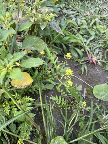 Foto de Mastruço
