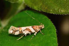 Aristotelia devexella