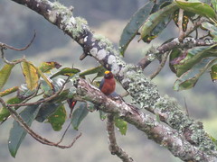 Catamblyrhynchus diadema