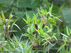 Catamblyrhynchus diadema